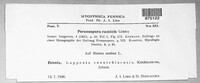 Peronospora rumicis image